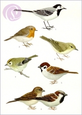 Postkarte Gartenvgel