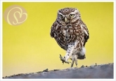 Postkarte Majesttischer Steinkauz