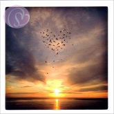 Postkarte Herz, Vgel