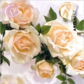 Geschenkkarte Rosenmrchen (5 Stck)