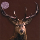 Geschenkkarte Hirsch (10 Stck)