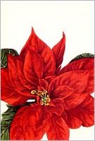 Geschenkkarte Weihnachtsstern (5 Stck)