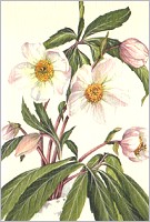 Geschenkkarte Christrose (5 Stck)