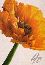 Klappkarte 40. Geburtstag, Mohnblume