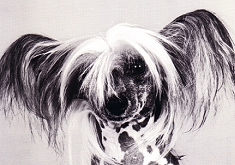 Postkarte Punk'Attitude