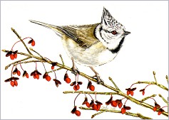 Sodr, J. - Postkarte Haubenmeise