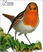 Klappkarte Rotkelchen