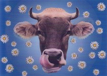 Pictomotion Card - Kuh