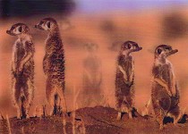 Pictomotion Card - Erdmnnchen %