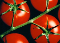 Postkarte Tomaten / Tomatoes