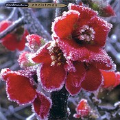 Klappkarte Frosted Japonica