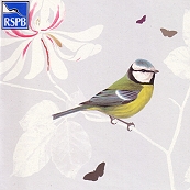 Klappkarte Blaumeise