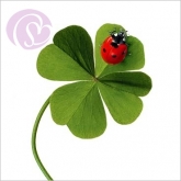 Postkarte Kleeblatt und Marienkfer