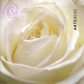 Geschenkkarte Rosenblte (5 Stck)