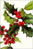 Geschenkkarte Ilex (5 Stck)