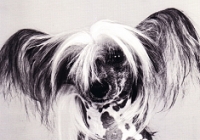 Postkarte Punk'Attitude