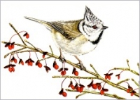 Sodr, J. - Postkarte Haubenmeise