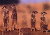 Pictomotion Card - Erdmnnchen %