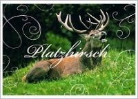 Postkarte Platzhirsch