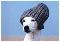 Postkarte Coole Mtze