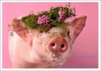 Postkarte Hbsch gemacht