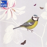 Klappkarte Blaumeise